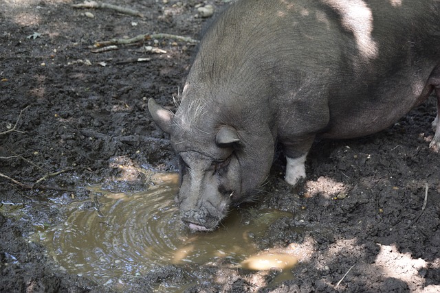 这一判罚引 这一判罚引